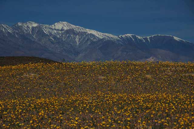 Death Valley wildflowers